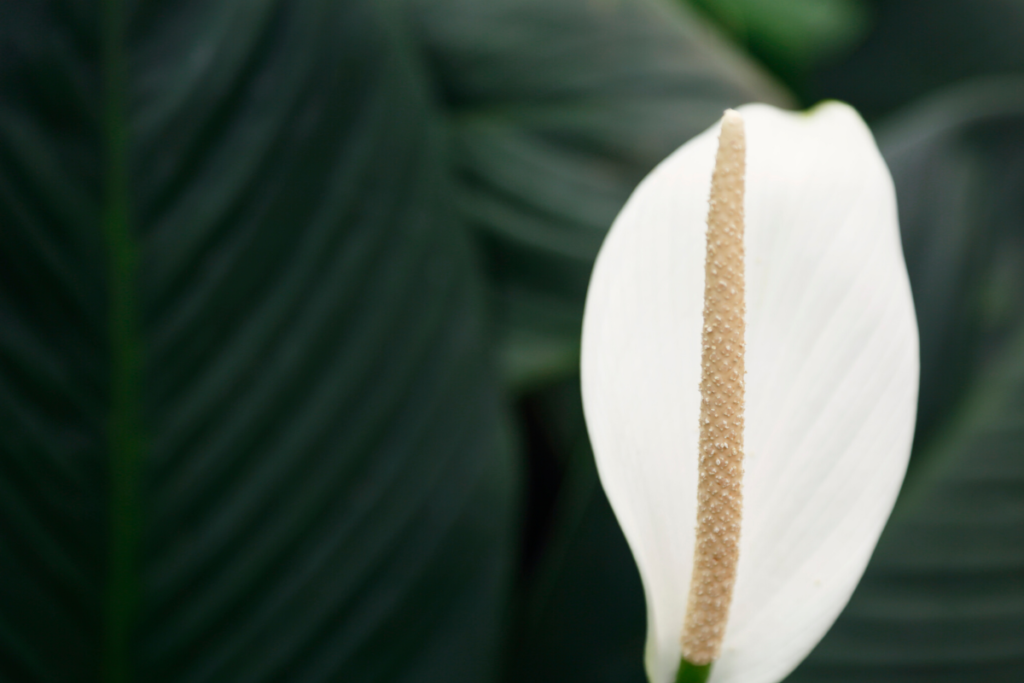 peace lily to purify air
