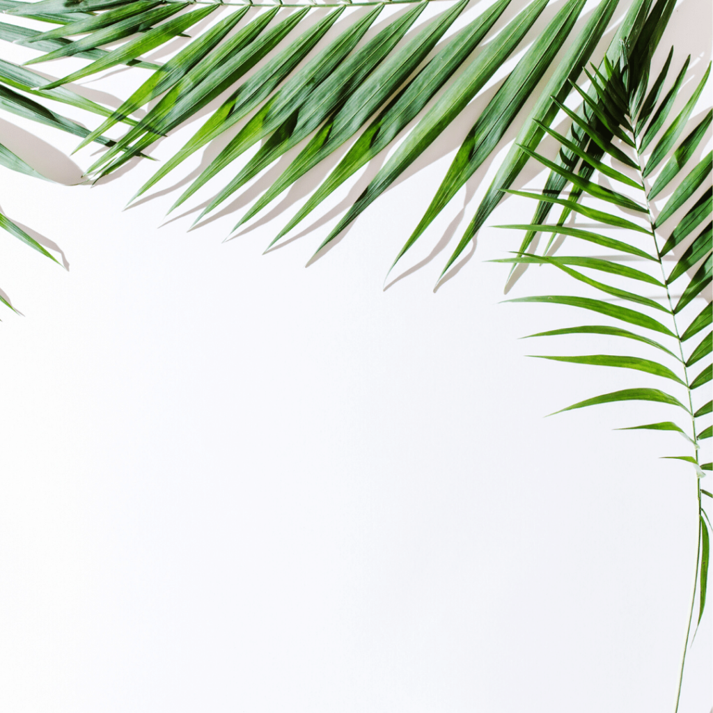 areca palms plant that purify