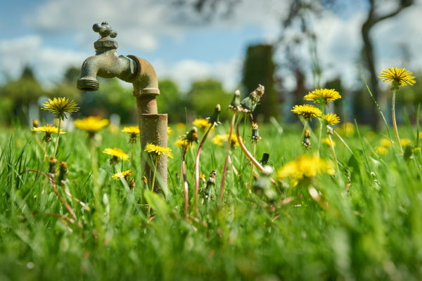 5 DIY Lawn & Garden for conserving water