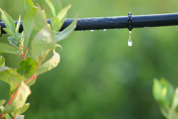 drip irrigation conserve water